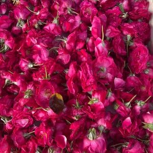 Jaipur Flower Market