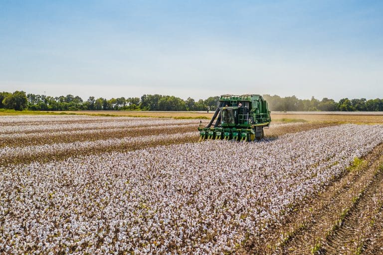 cotton fields harvest