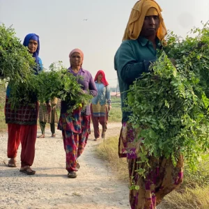 women carrying natural indigo leaves in from harvest