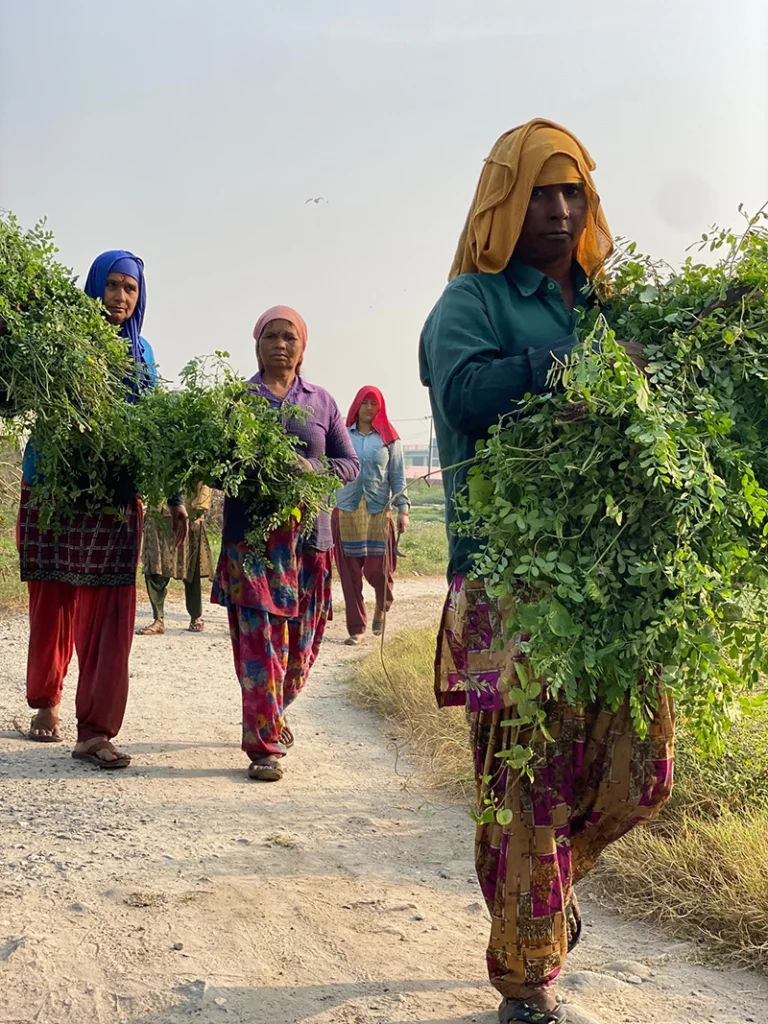 women carrying natural indigo leaves in from harvest