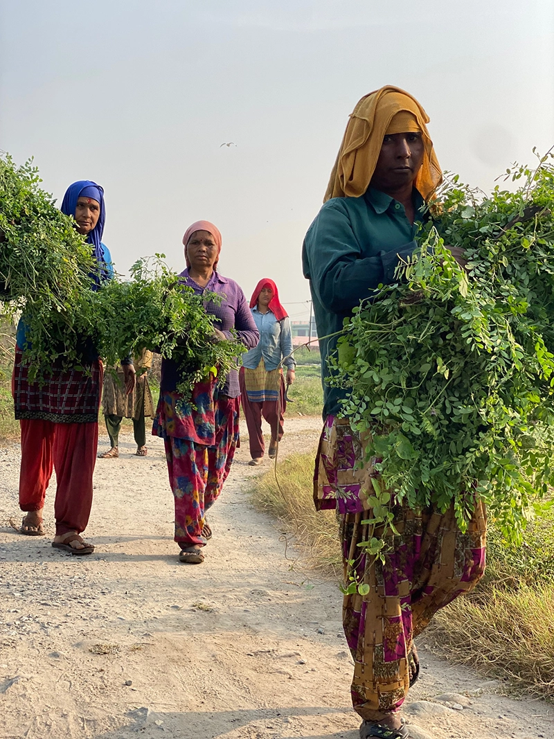 women carrying natural indigo leaves in from harvest