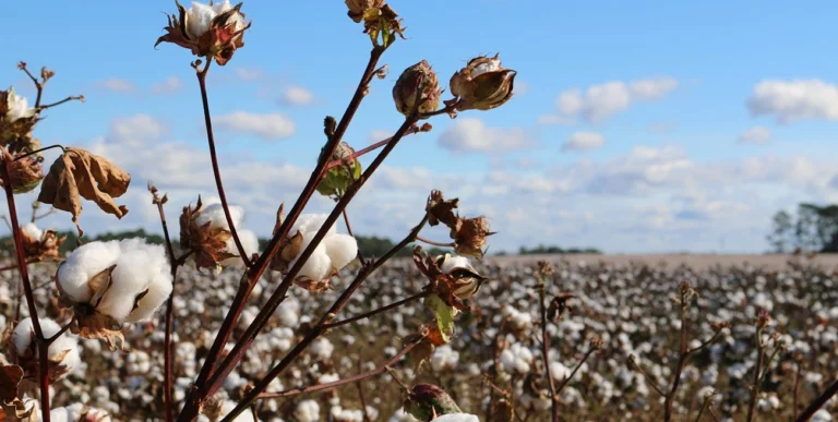 cotton field