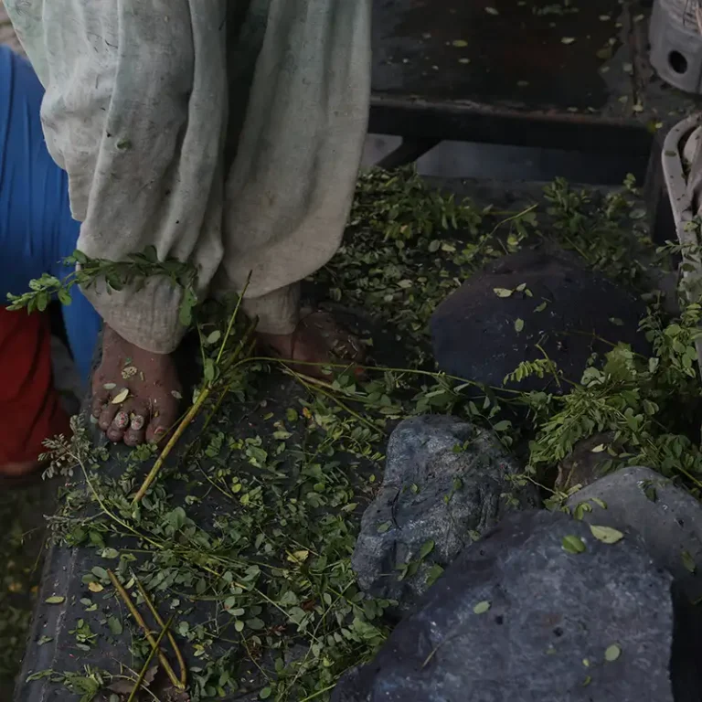indigo plantation