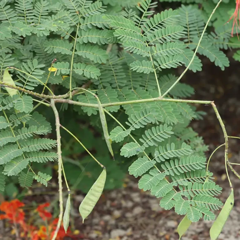 indigo the plant