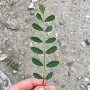 plant indigo