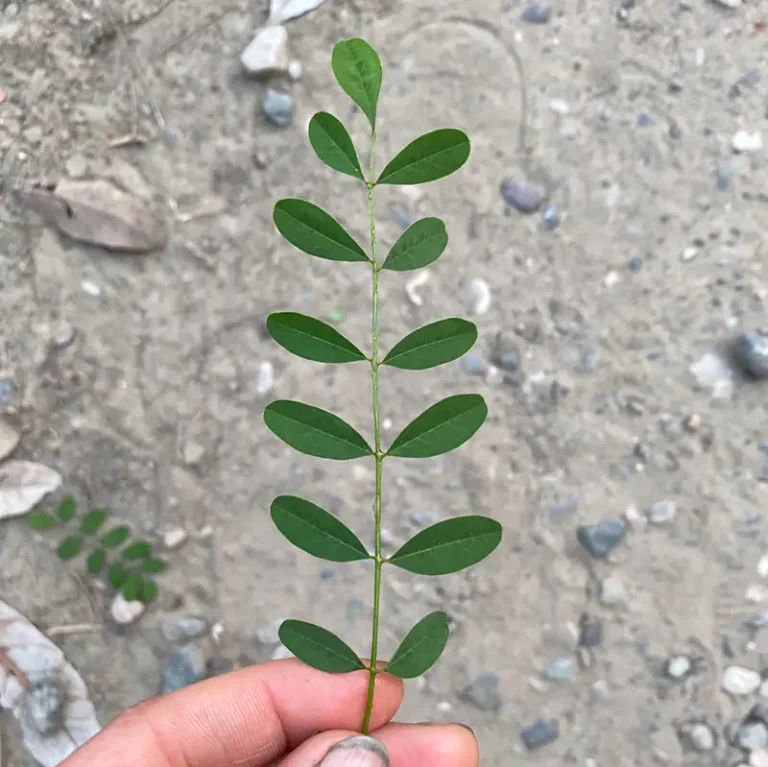 plant indigo