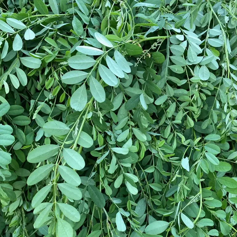 indigo the plant
