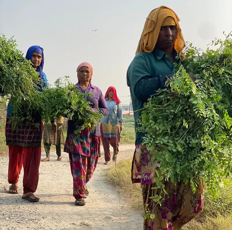 indigo plantation