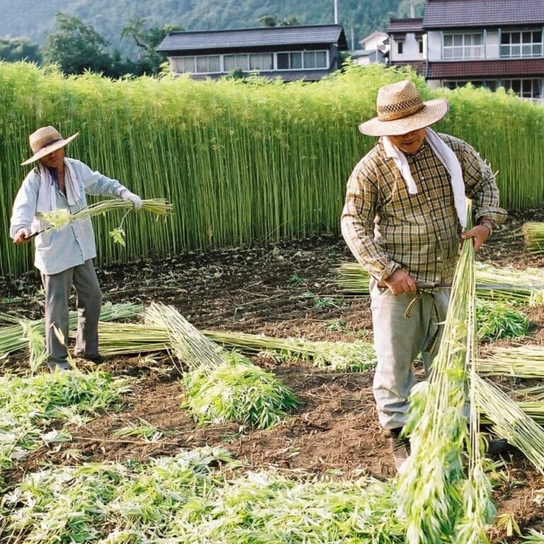 Hemp fabric