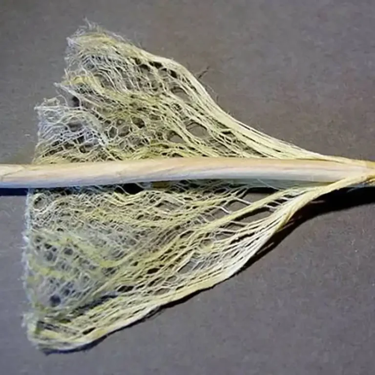 hemp clothing