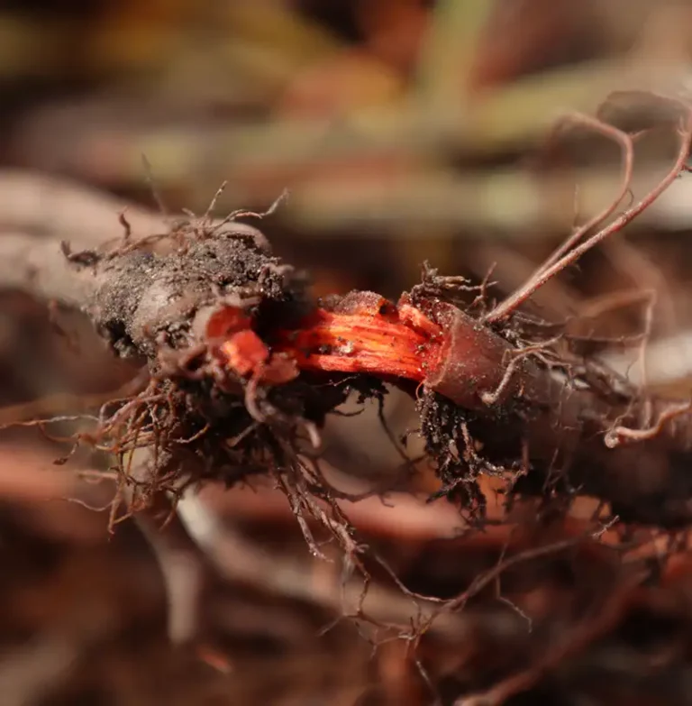 madder root