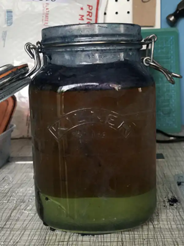 Indigo plant dye