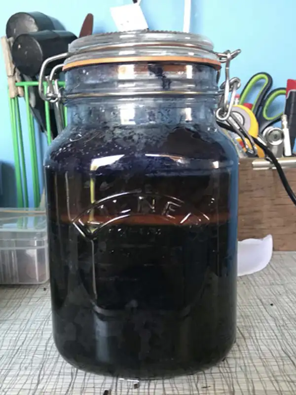 Indigo plant dye