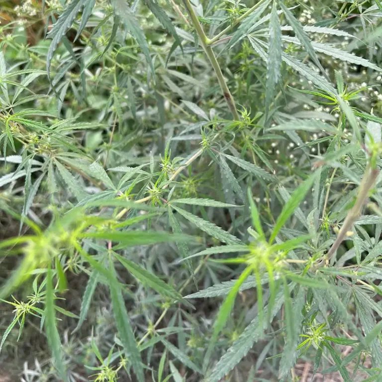 HEMP LEAVES
