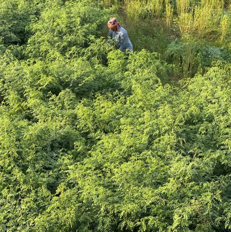 aerial view of indigo plantaion in india